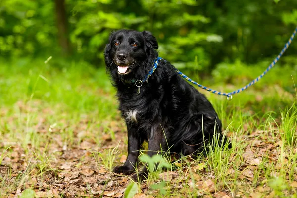 Pies do adopcji, Elbląg, 11 czerwca 2024 (3/5)