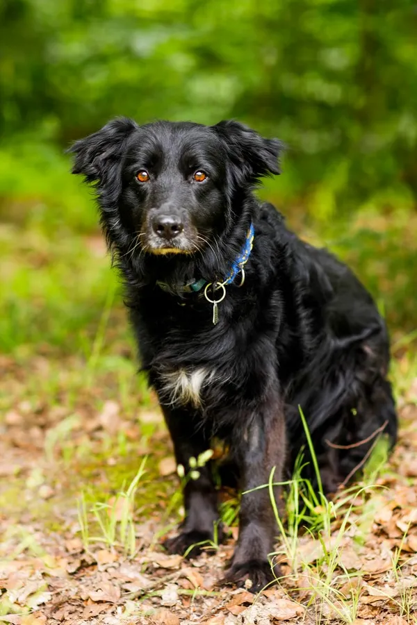 Pies do adopcji, Elbląg, 11 czerwca 2024 (4/5)