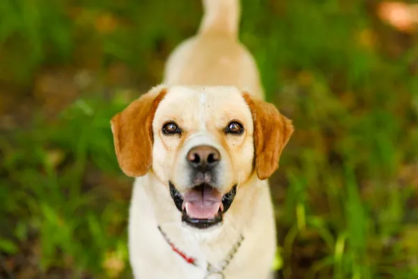 Pies do adopcji, Elbląg, 5 czerwca 2024 (5/5)