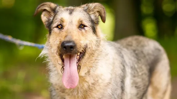 Pies do adopcji, Elbląg, 28 maja 2024 (1/5)