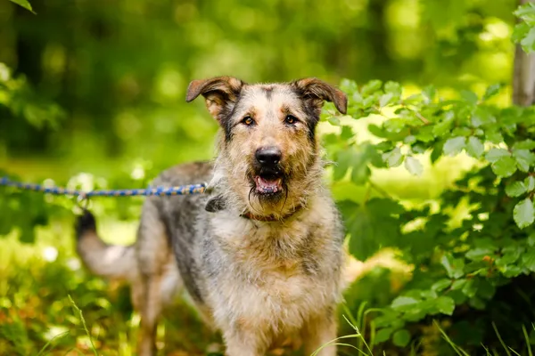 Pies do adopcji, Elbląg, 28 maja 2024 (3/5)