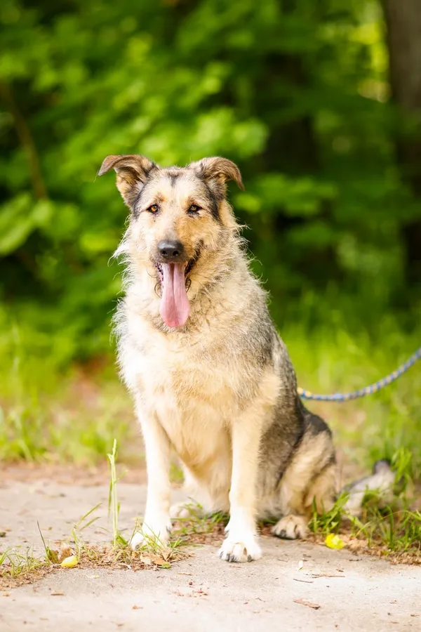 Pies do adopcji, Elbląg, 28 maja 2024 (4/5)