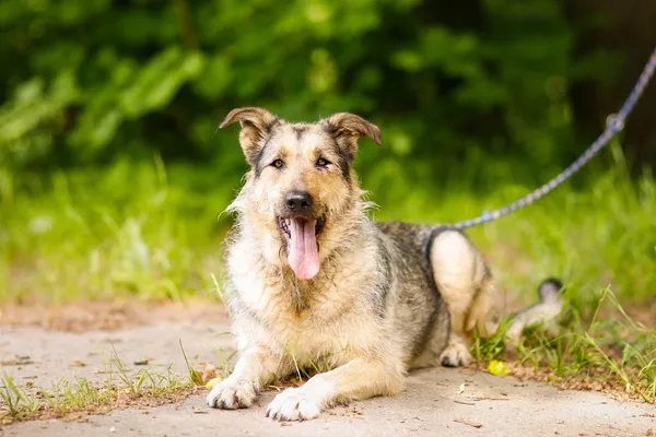 Pies do adopcji, Elbląg, 28 maja 2024 (5/5)