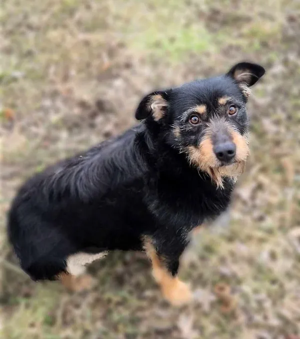 Znaleziono psa, Lublin, 28 stycznia 2025