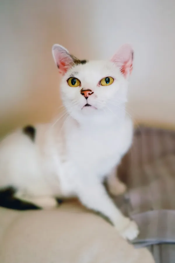 Kot do adopcji, Sosnowiec, 2 lipca 2024 (3/5)