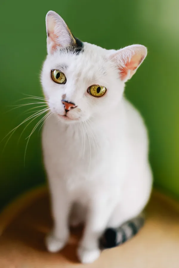 Kot do adopcji, Sosnowiec, 2 lipca 2024 (4/5)