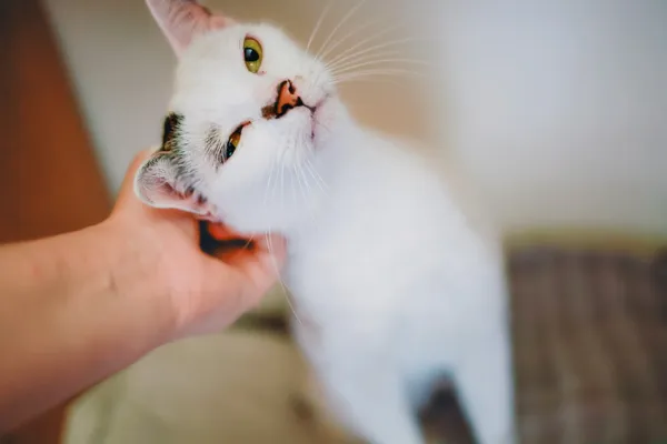 Kot do adopcji, Sosnowiec, 2 lipca 2024 (5/5)