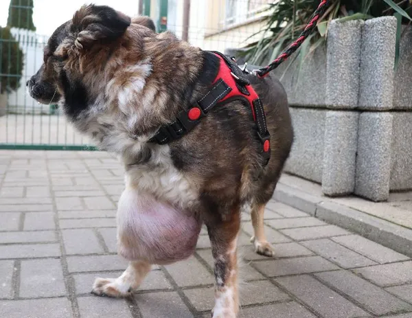 Znaleziono psa, Łódź, 29 stycznia 2025 (1/5)