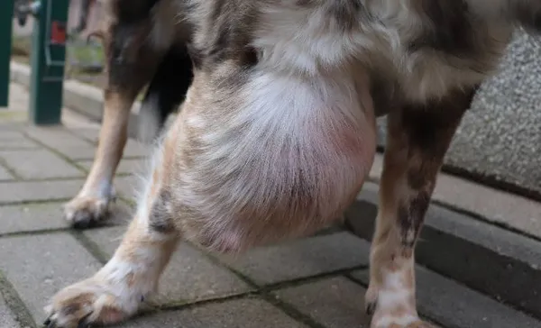 Znaleziono psa, Łódź, 29 stycznia 2025 (2/5)