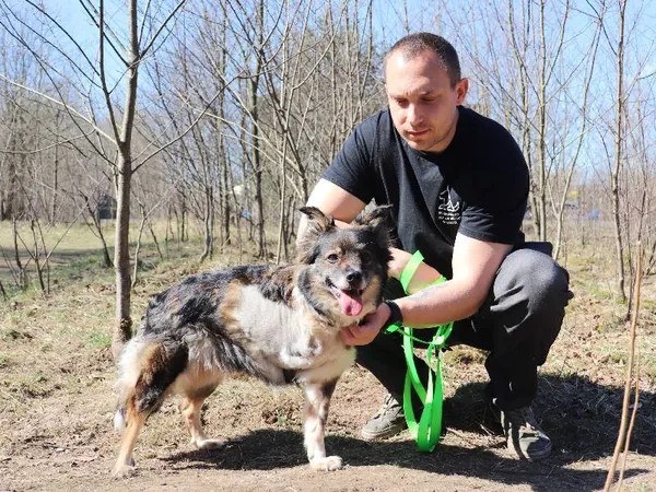 Znaleziono psa, Łódź, 29 stycznia 2025 (4/5)