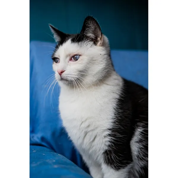 Znaleziono kota, Białystok, 3 lipca 2024 (1/3)