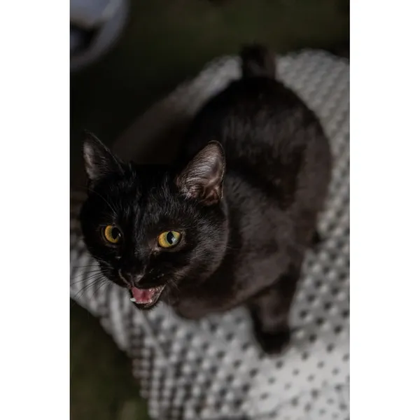 Znaleziono kota, Białystok, 29 lipca 2024 (1/3)