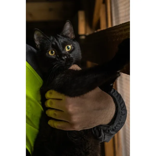 Znaleziono kota, Białystok, 29 lipca 2024 (3/3)