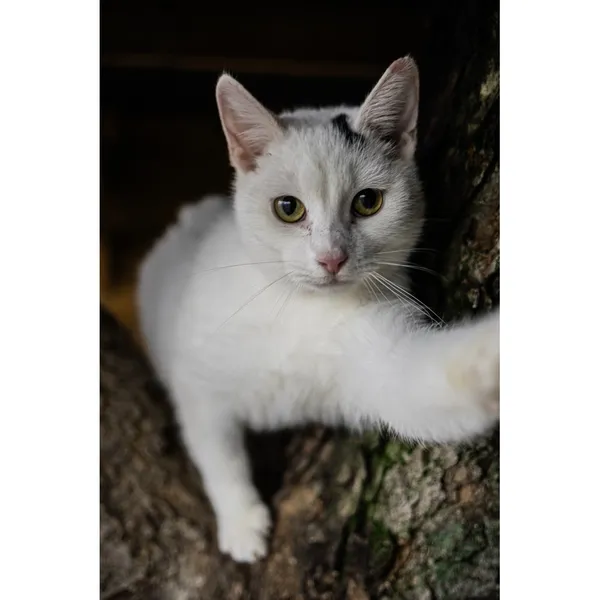 Znaleziono kota, Białystok, 8 sierpnia 2024 (2/4)