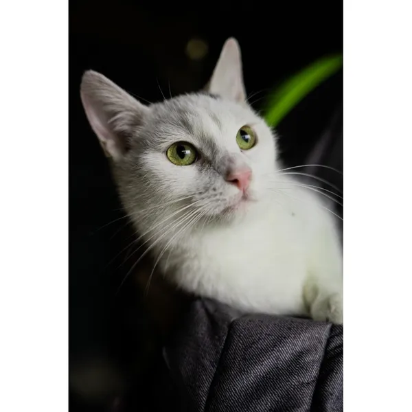 Znaleziono kota, Białystok, 8 sierpnia 2024 (3/4)