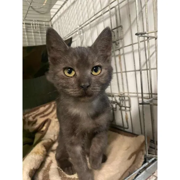 Znaleziono kota, Białystok, 12 listopada 2024