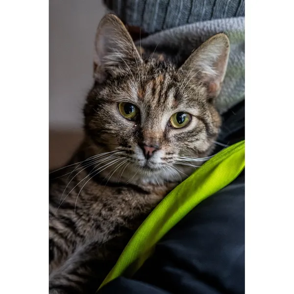 Znaleziono kota, Białystok, 16 lipca 2024 (1/5)