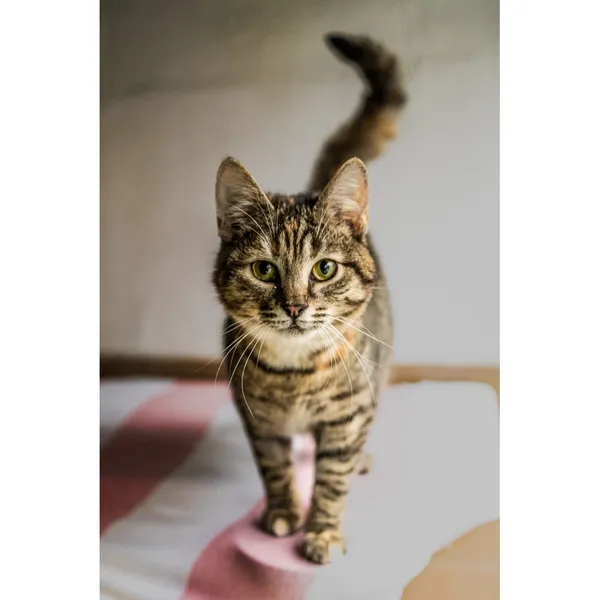 Znaleziono kota, Białystok, 16 lipca 2024 (2/5)