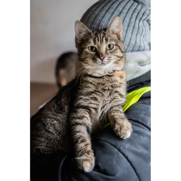 Znaleziono kota, Białystok, 16 lipca 2024 (3/5)