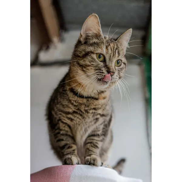 Znaleziono kota, Białystok, 16 lipca 2024 (4/5)