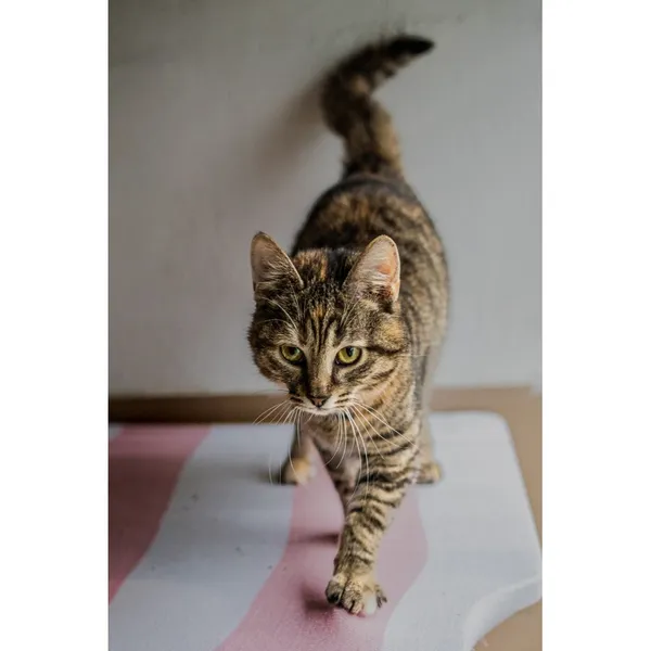 Znaleziono kota, Białystok, 16 lipca 2024 (5/5)