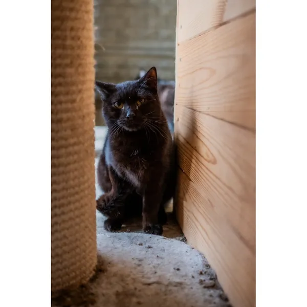 Znaleziono kota, Białystok, 12 sierpnia 2024 (1/4)