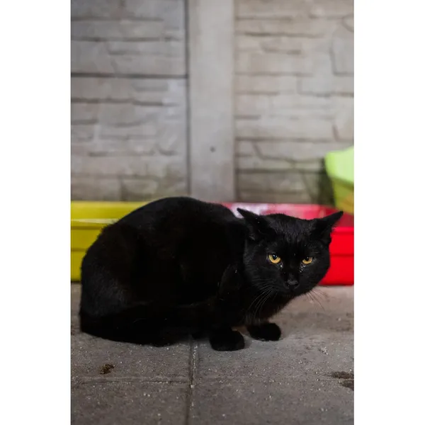 Znaleziono kota, Białystok, 12 sierpnia 2024 (4/4)