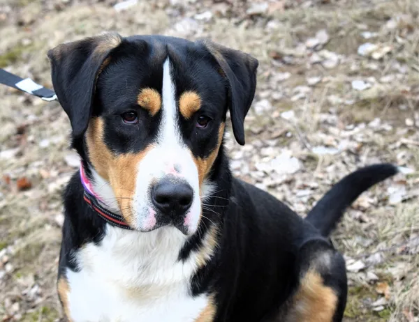 Znaleziono psa, Pieckowo, 29 stycznia 2025 (3/5)