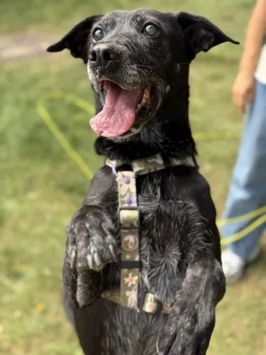 Pies do adopcji, Kraków, 15 stycznia 2025 (1/5)