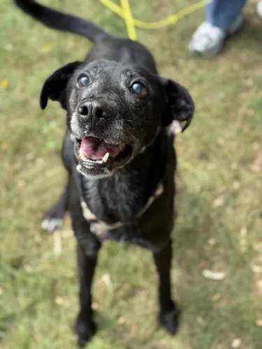 Pies do adopcji, Kraków, 15 stycznia 2025 (3/5)