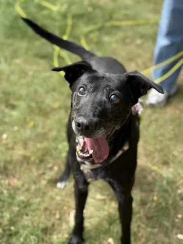 Pies do adopcji, Kraków, 15 stycznia 2025 (4/5)