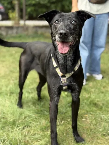 Pies do adopcji, Kraków, 15 stycznia 2025 (5/5)