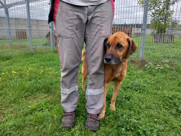 Pies do adopcji, Henrykowo, 17 września 2024 (4/4)