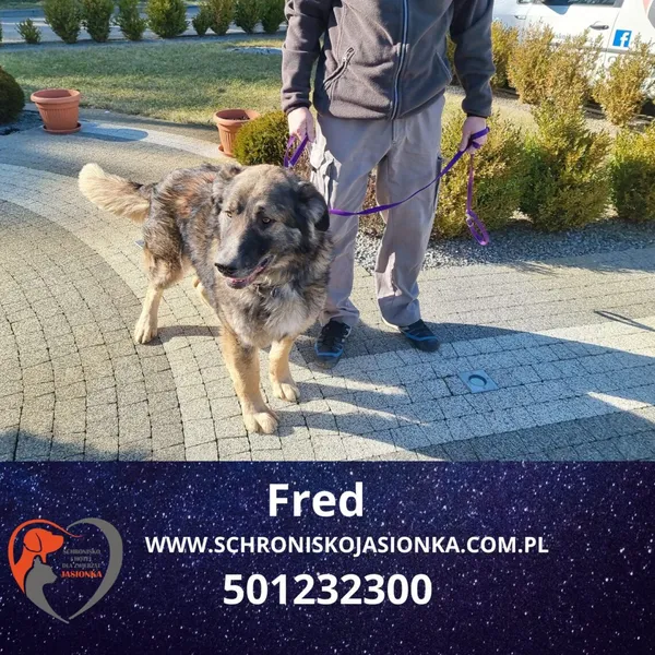 Pies do adopcji, Dębniak, 29 stycznia 2025