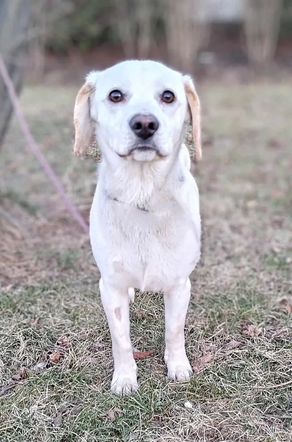 Znaleziono psa, Lublin, 30 stycznia 2025