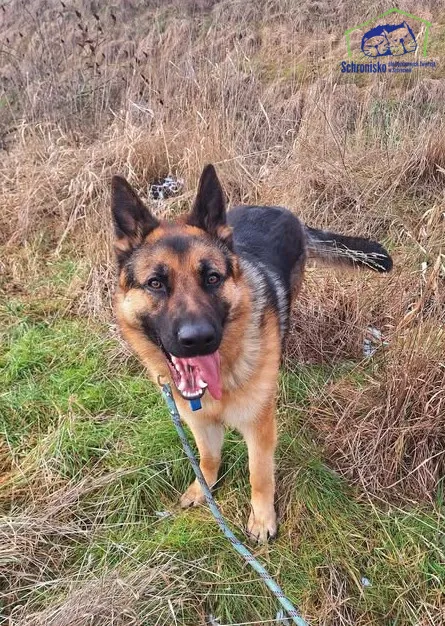 Znaleziono psa, Szczecin, 30 stycznia 2025