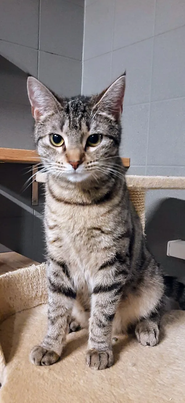 Kot do adopcji, Sopot, 30 stycznia 2025 (1/4)