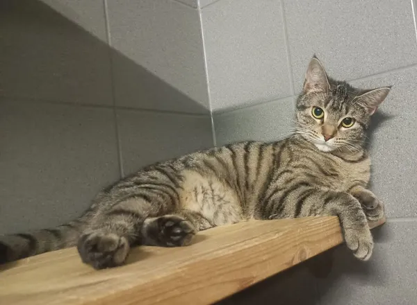 Kot do adopcji, Sopot, 30 stycznia 2025 (2/4)