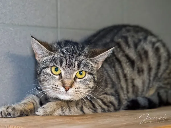 Kot do adopcji, Sopot, 30 stycznia 2025 (3/4)