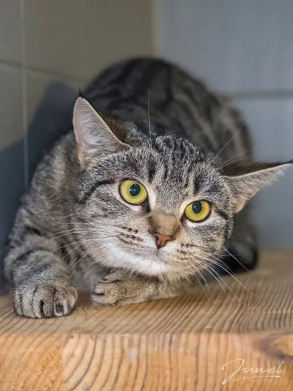 Kot do adopcji, Sopot, 30 stycznia 2025 (4/4)