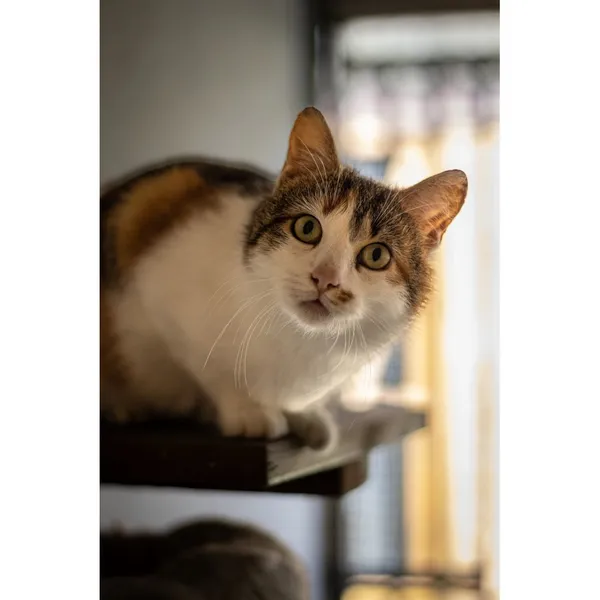 Znaleziono kota, Białystok, 26 lutego 2024 (1/5)