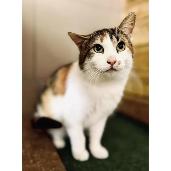 Znaleziono kota, Białystok, 26 lutego 2024 (2/5)