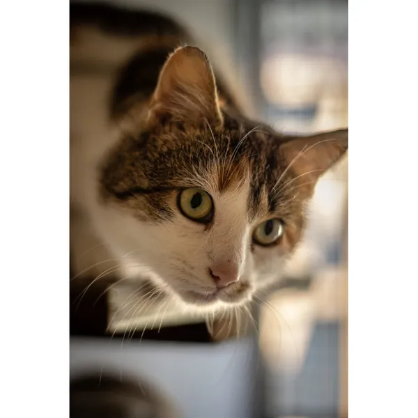 Znaleziono kota, Białystok, 26 lutego 2024 (3/5)