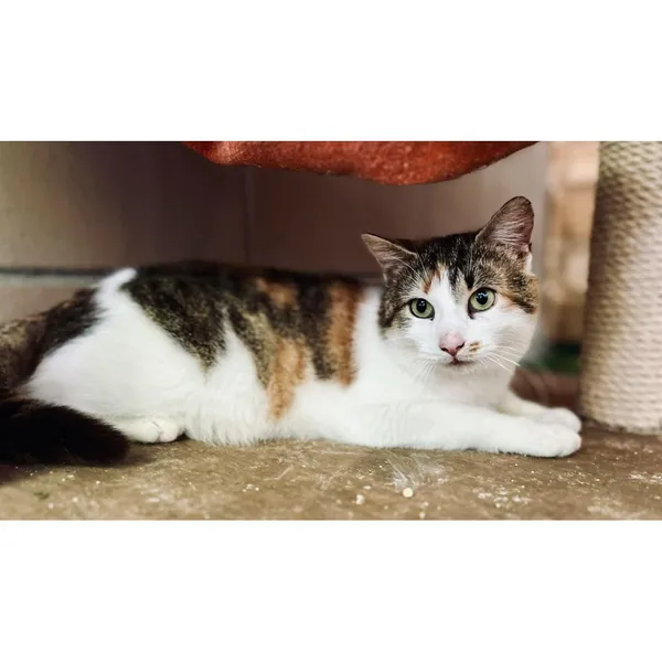 Znaleziono kota, Białystok, 26 lutego 2024 (5/5)