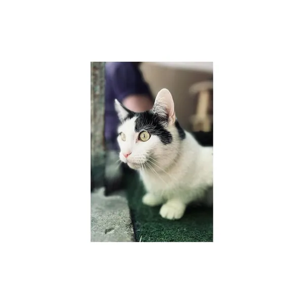 Znaleziono kota, Białystok, 13 kwietnia 2024 (1/4)