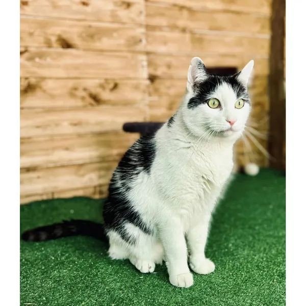 Znaleziono kota, Białystok, 13 kwietnia 2024 (2/4)