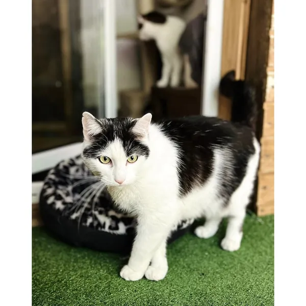 Znaleziono kota, Białystok, 13 kwietnia 2024 (3/4)