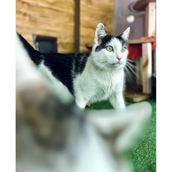 Znaleziono kota, Białystok, 13 kwietnia 2024 (4/4)