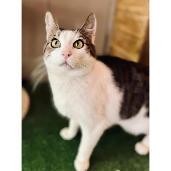 Znaleziono kota, Białystok, 13 kwietnia 2024 (2/4)