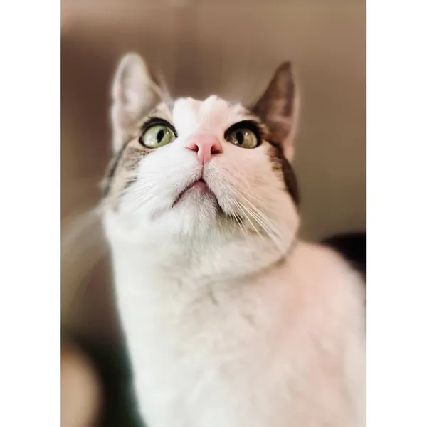 Znaleziono kota, Białystok, 13 kwietnia 2024 (3/4)